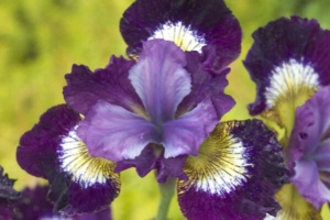 Iris Siberica 'Jewelled Crown' 